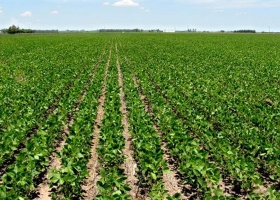 El ingreso neto de divisas generado por la agroindustria en lo que va del año suma casi 22.000 M/u$s: sin ese aporte la actividad del resto de los sectores económicos sería inviable