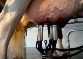 Concentración: apenas un 11% de los tambos argentinos producen el 39% de la oferta total de leche