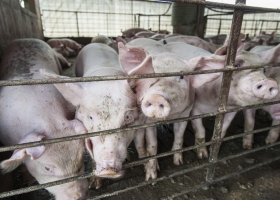 Carne porcina: la Argentina envía a EE.UU. un informe sobre la importación