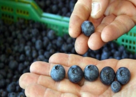 Arándanos argentinos: récord de exportación por vía marítima