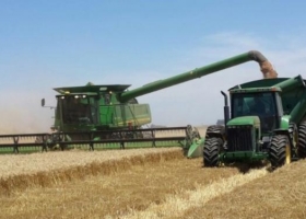 Trigo: los primeros lotes trillados sorprendieron con sus resultados en la zona núcleo