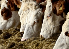 Según los productores feedloteros, cada año se suman 500 mil argentinos al consumo de carne vacuna