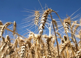 ¿Qué indican las primeras muestras de calidad del trigo?