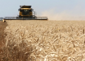 Trigo: lograron un rinde promedio de 7600 kilos en el sudeste cordobés