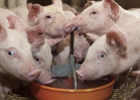 Para seguir creciendo, la producción porcina necesitaría inversiones por US$ 770 millones hasta 2022
