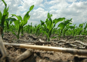 Hay alerta por la falta de agua para los cultivos de la zona núcleo
