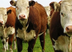 Se constituyó la Mesa Argentina de Carne Sustentable