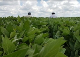 Expectativas frente al reporte de diciembre del USDA