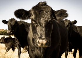 La Mesa de las Carnes planteará eximir de Ganancias el engorde de novillos para aumentar la exportación