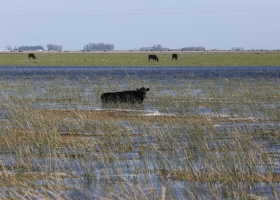 Productores de Lobería reclaman una obra para evitar las inundaciones