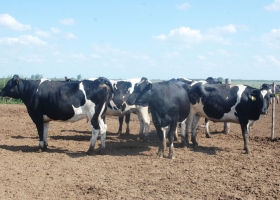 El crecimiento de las exportaciones argentinas de carne bovina a China se sostiene gracias a la liquidación de vacas lecheras