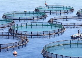 Acuicultura argentina: un sector en crecimiento que se encamina a ser protagonista