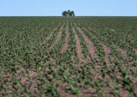 Polémica por un registro de la AFIP sobre tierras rurales productivas