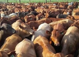 CREA prevé precio sostenido de los animales a faena en 2018