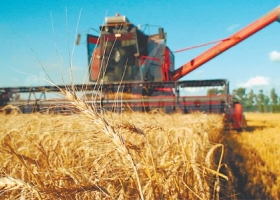 Trigo: rindes 15% menores y márgenes brutos negativos para algunos productores de Santa Fe