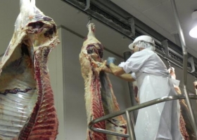 Comienza a regir un sistema de garantías para la faena de bovinos