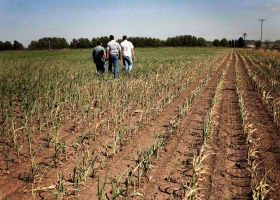 Pese a las lluvias del fin de semana, no cede la sequía en el centro-norte bonaerense