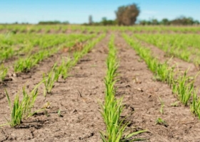 Entre Ríos tiene la mitad de productores de arroz que en 2010