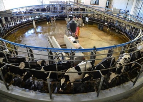 Santa Fe: tras invertir US$2,5 millones, un tambo duplicó su producción en seis años