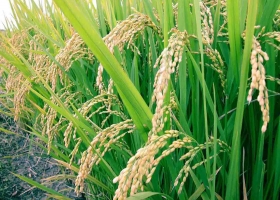 En Entre Ríos productores de arroz recibieron facturas de luz de hasta 300.000 pesos