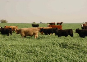 Santa Fe busca prevenir la propagación de la tripanosomiasis bovina