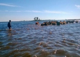 Se recuperan las áreas productivas de General Villegas tras las inundaciones