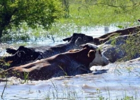 Chaco: recomiendan trasladar el ganado a zonas altas
