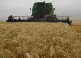 Finalizó la cosecha de trigo: ¿Cuál fue el rinde promedio de la campaña?