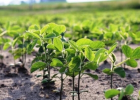 El mercado climático juega sus últimas cartas