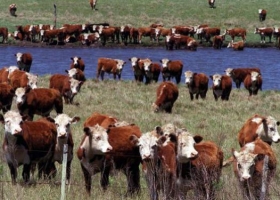 Inédito: el novillo argentino es el más barato del Mercosur