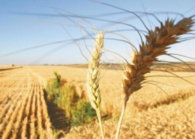 Productores de trigo de Entre Ríos que arrendaron no lograron cubrir los costos