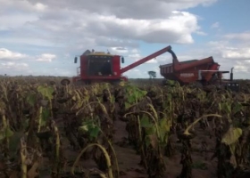 La cosecha de girasol genera buenas expectativas