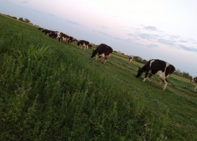 Sigue erosionándose el margen de los tambos con precios de la leche que no acompañan el crecimiento de los costos de producción