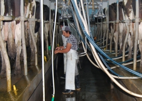 Los tambos necesitan $6 por litro pero la industria no puede pagarlos