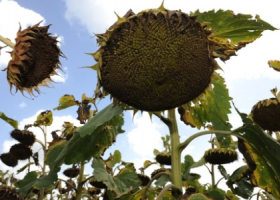 La cosecha de girasol genera buenas expectativas