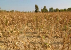 Efecto sequía: prevén un nuevo recorte del área de maíz por falta de lluvias