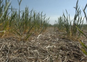 Enero cierra con pocas lluvias y hay alerta por menos agua para febrero