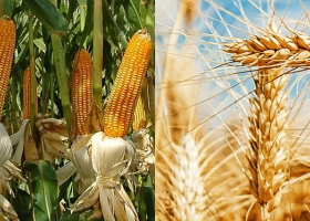 La FAO estima que la producción mundial de cereales marcará un nuevo récord
