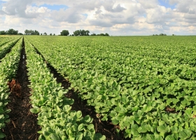 Se completó el pago a productores de soja de las provincias del Plan Belgrano