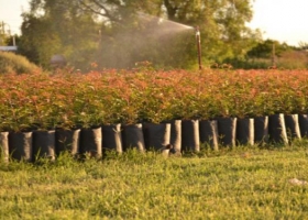 El oro verde que pocos cultivan