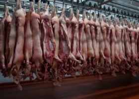 La ractopamina y la competencia desleal en el mercado porcino