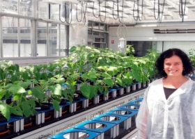 Buscan genes involucrados en el rinde del girasol