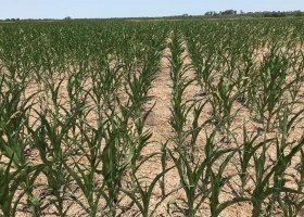 El 65% de la región agrícola núcleo está afectada por la sequía.