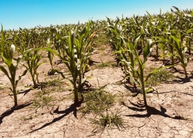 Sequía: alertan que en la zona núcleo se abandonan cultivos de soja y temen un "desastre productivo".