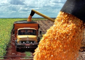 La safrinha de maíz es la carta de triunfo de Brasil
