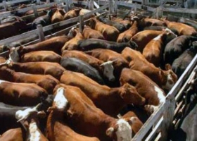 Se viene el SIO Carnes, la herramienta que relevará las operaciones del sector ganadero