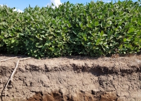 Balance de nutrientes: en el norte del país el suelo sigue siendo la principal fuente de nitrógeno mientras que en el sur el fertilizante se aplica por demás