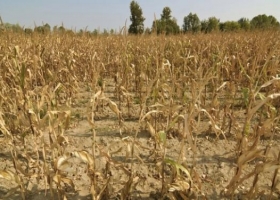 Los 7 efectos que generará en la economía la peor sequía de los últimos 44 años 