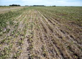 Sequía: productores que alquilaron campo ya están en quebranto