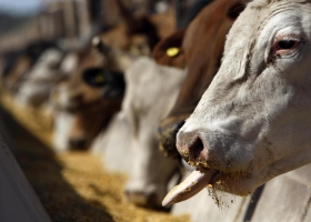 Agroindustria presentó la plataforma electrónica SIO Carnes